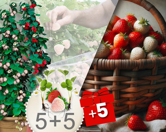 Rode en witte klimaardbeien – verpakking met 10 planten + 5 gratis planten
