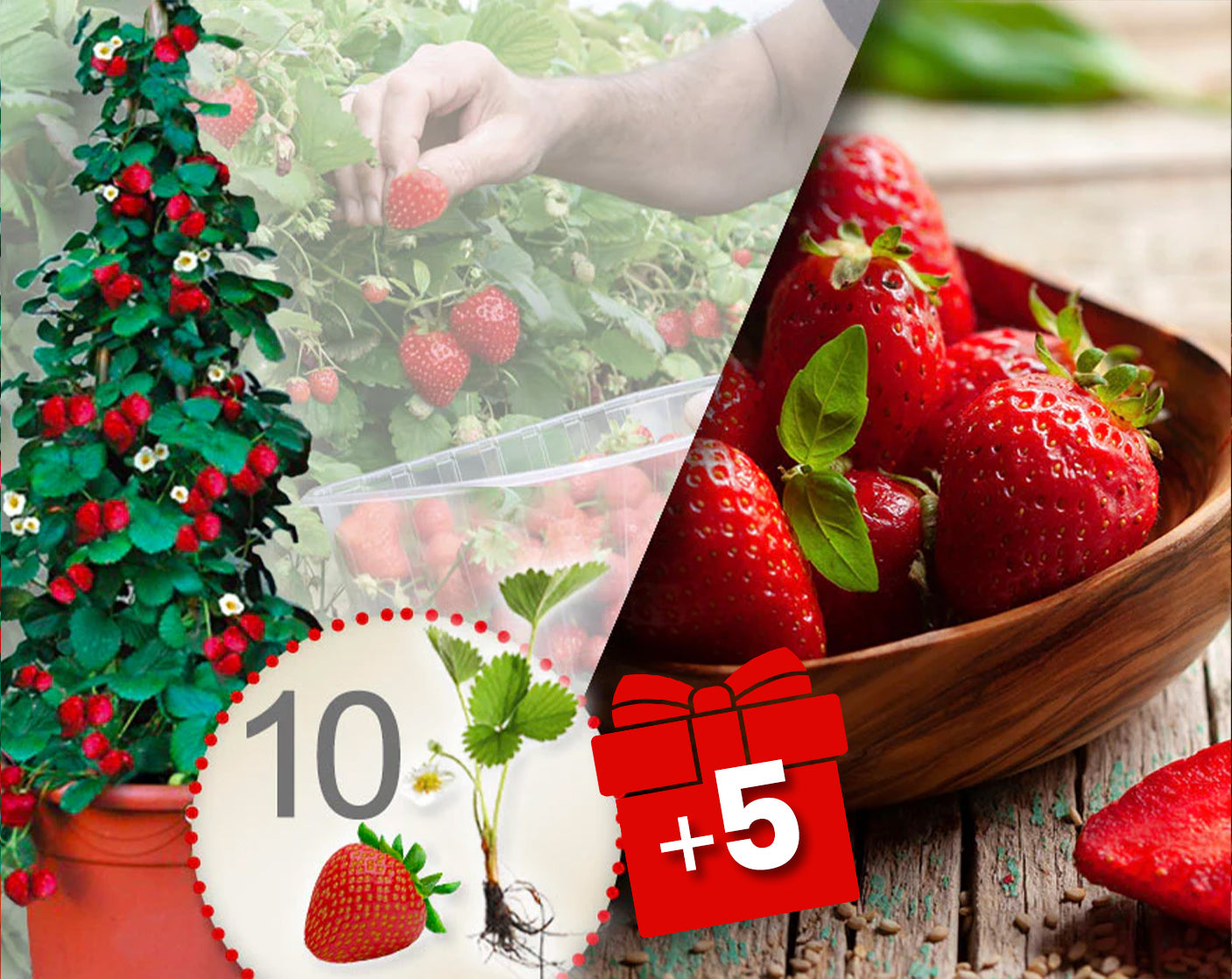 Rode hangaardbeien – verpakking met 10 planten + 5 gratis planten