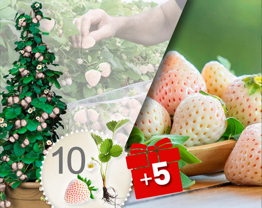 Witte klimaardbeien – verpakking met 10 planten + 5 gratis planten