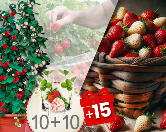 Rode en witte klimaardbeien – verpakking met 20 planten + 15 gratis planten