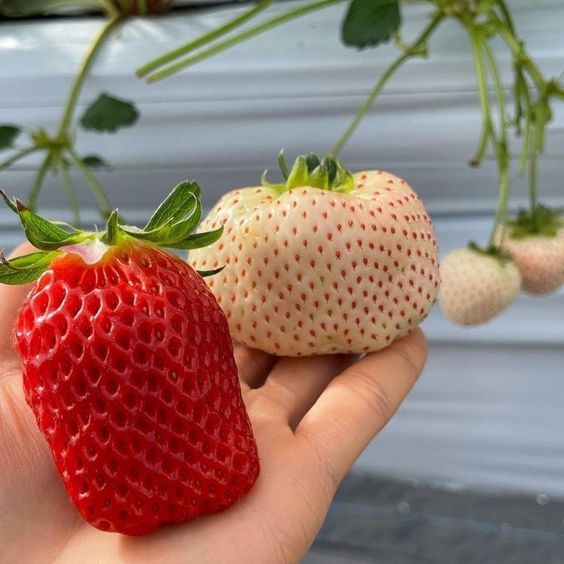 Verpakking met 5 witte klimaardbeiplanten