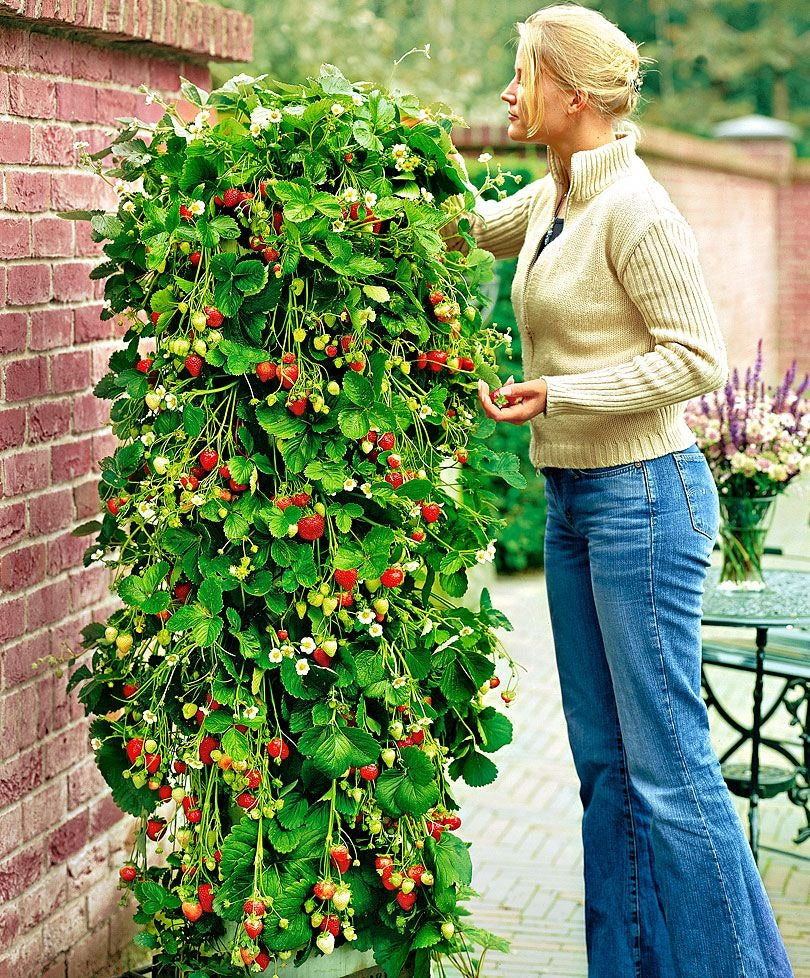 Klimaardbei rood, verpakking van 10 planten