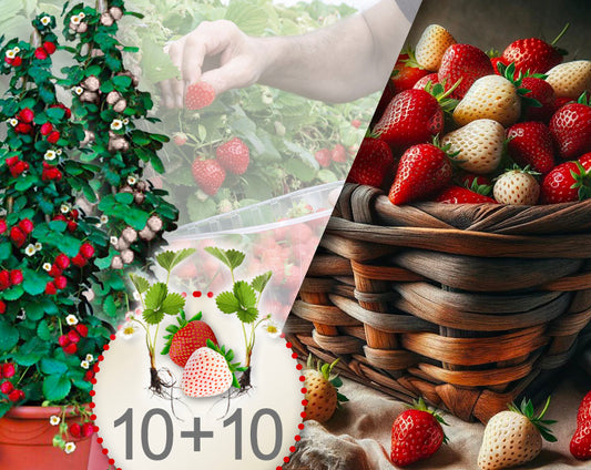 Klimaardbeien, rood en wit, verpakking van 20 planten.