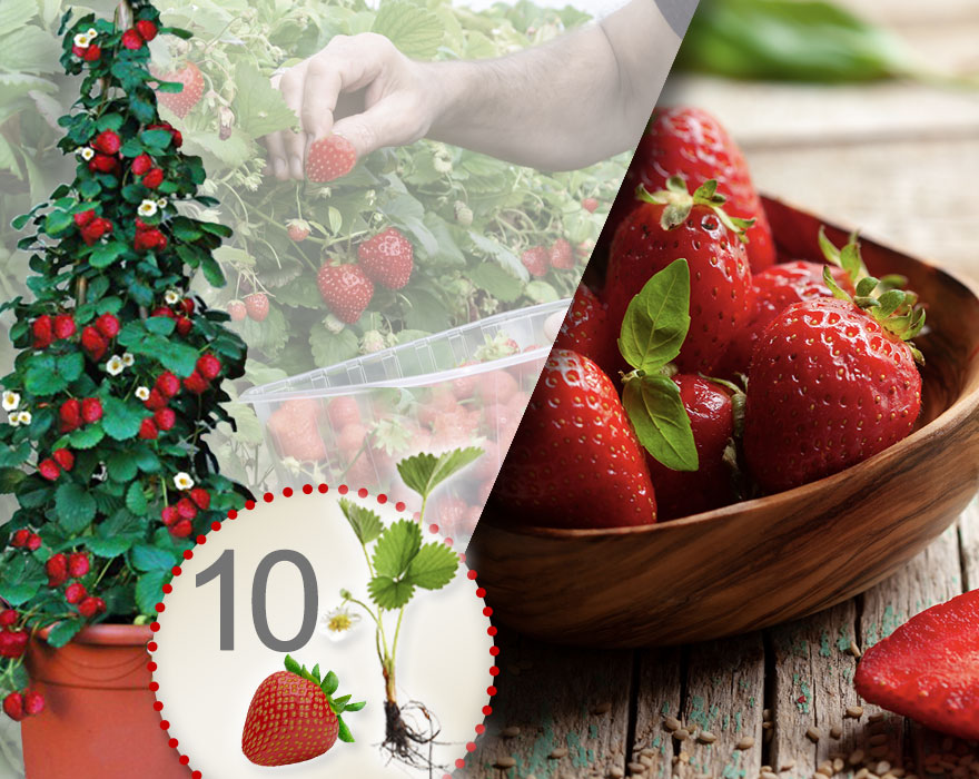 Klimaardbei rood, verpakking van 10 planten