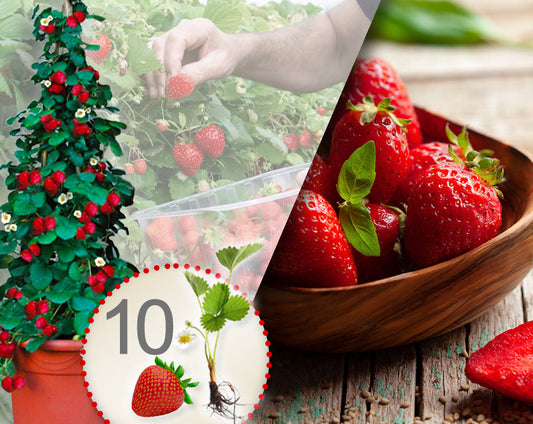Klimaardbei rood, verpakking van 10 planten
