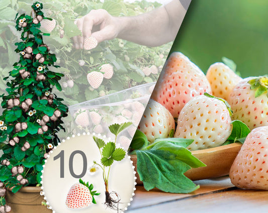 Verpakking met 10 witte klimaardbeiplanten