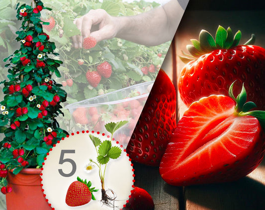 Klimaardbei rood, verpakking van 5 planten