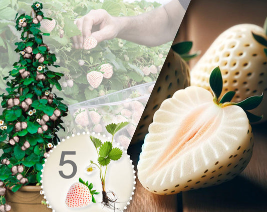 Verpakking met 5 witte klimaardbeiplanten